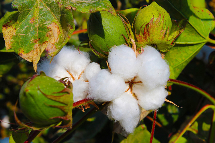 2.Organic Cotton